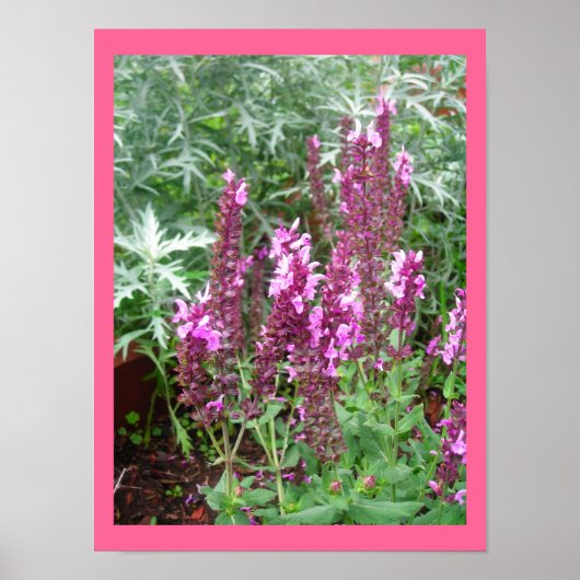 ROOS SALVIA EN ARTEMESIË POSTER (Voorkant)
