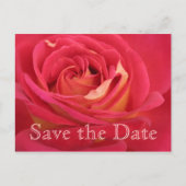 Roos Save the date 70th Birthday Celebration Postc Aankondigingskaart (Voorkant)