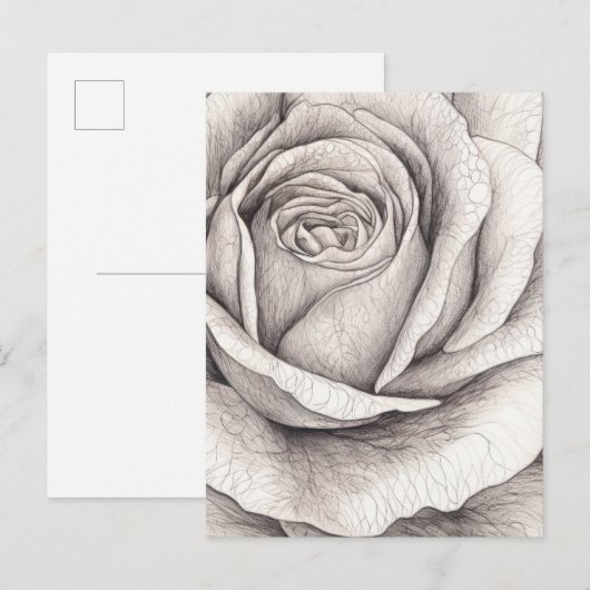 Roos schets briefkaart (Voorkant / Achterkant)