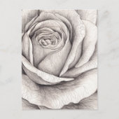 Roos schets briefkaart (Voorkant)