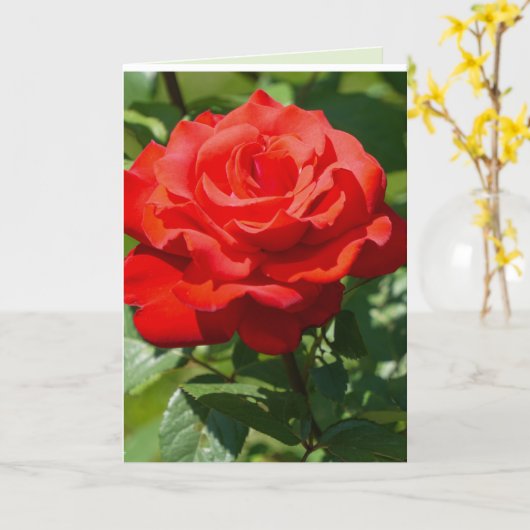 Roos Schoonheid Kaart (Gele Bloem)