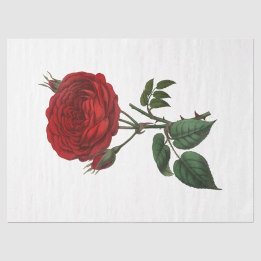 Roos serie ontwerp 116 Tissuepapier (Voorkant)