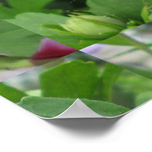 Roos Sharon Paars Red Poster (Hoek)