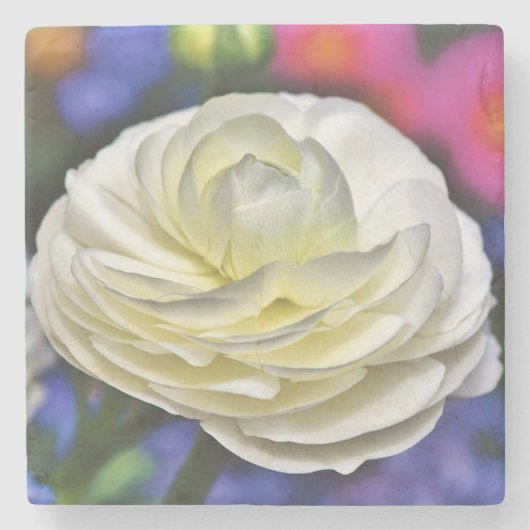 Roos Stone Onderzetter (Voorkant)