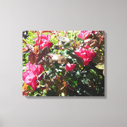 Roos Struik Canvas Afdruk (Voorkant)