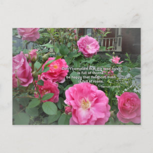 Roos Struik Happy Pink Roses Quote German Proverb Briefkaart