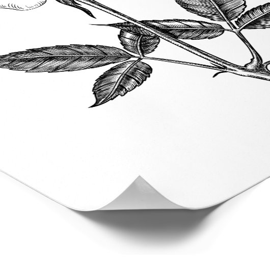 Roos tekenen poster (Hoek)