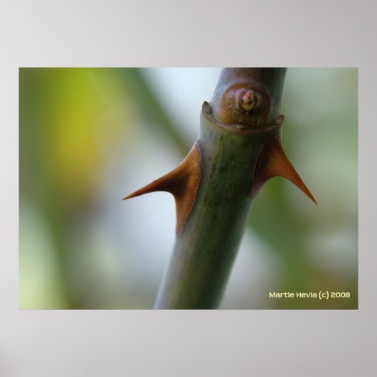 Roos Thorns Poster (Voorkant)