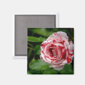 Roos tijgerstapes magneet (Voorkant / Achterkant)