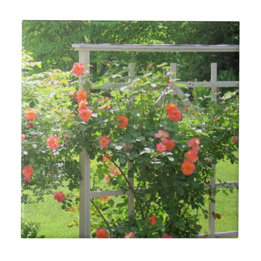 Roos Tile Westerland Coral Tegeltje (Voorkant)