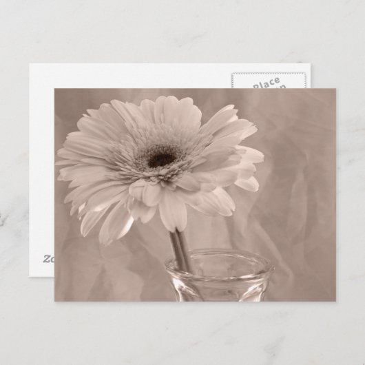 Roos Tinted Daisy Briefkaart (Voorkant / Achterkant)