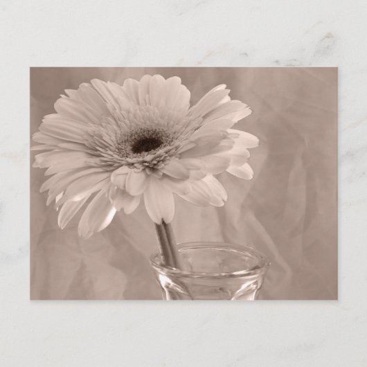 Roos Tinted Daisy Briefkaart (Voorkant)