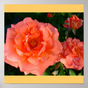 Roos Tuin Mod Chic Classy Bloemen Bloemen Poster