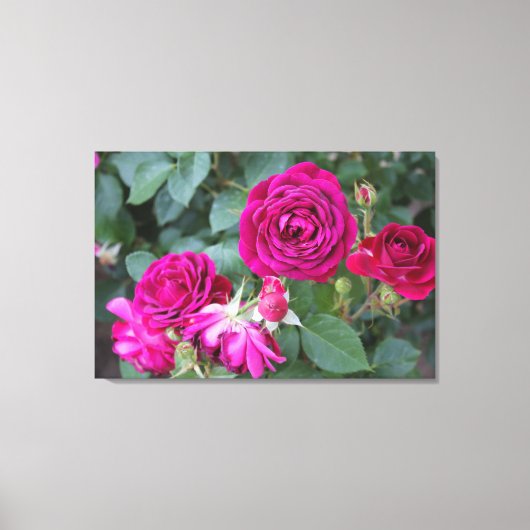 Roos Tuin Uitgerekt Canvas Print (Voorkant)