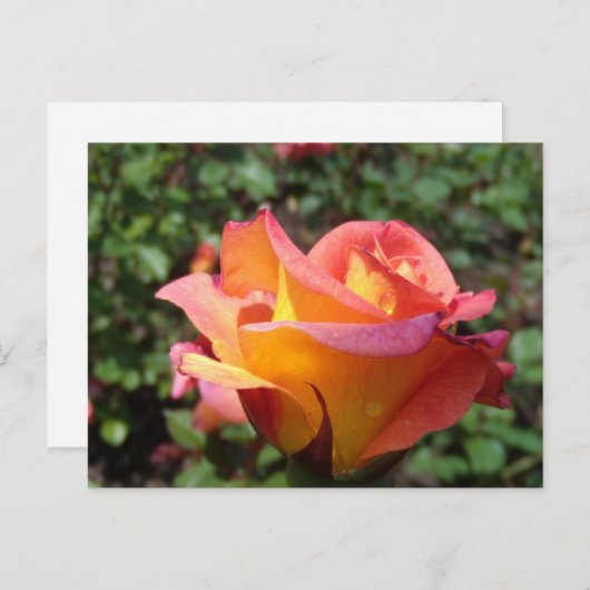 Roos Uitnodiging Briefkaart (Voorkant / Achterkant)