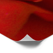 Roos van Argyle Poster (Hoek)