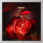 Roos van Ballerina - Poster (Voorkant)