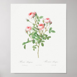 Roos van Burgundië  Floral roze rozen Poster