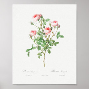 Roos van Burgundië  Floral roze rozen Poster
