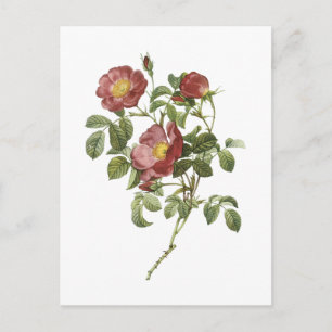 roos van de liefde (Rosa pumila) door Redouté Briefkaart