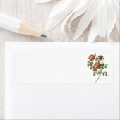 roos van de liefde (Rosa pumila) door Redouté Etiket (Insitu)