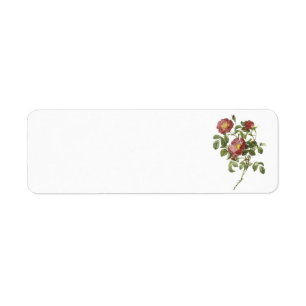roos van de liefde (Rosa pumila) door Redouté Etiket
