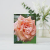 Roos van gespikkelde perzikenbloem briefkaart (Staand voorkant)