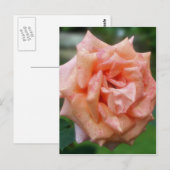 Roos van gespikkelde perzikenbloem briefkaart (Voorkant / Achterkant)