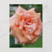 Roos van gespikkelde perzikenbloem briefkaart (Voorkant)