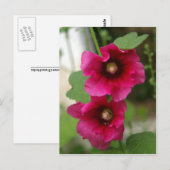 Roos van het Briefkaart Sharon (Voorkant / Achterkant)
