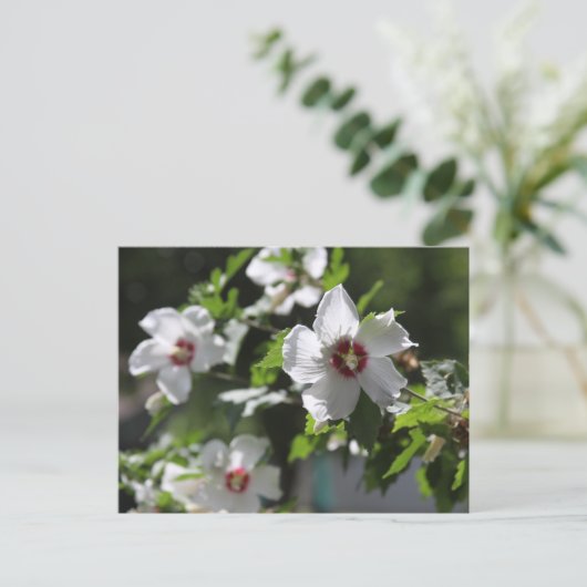 Roos van het Briefkaart Sharon (Staand voorkant)