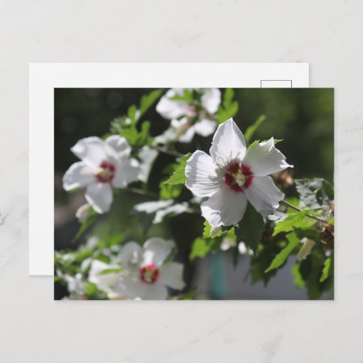 Roos van het Briefkaart Sharon (Voorkant / Achterkant)