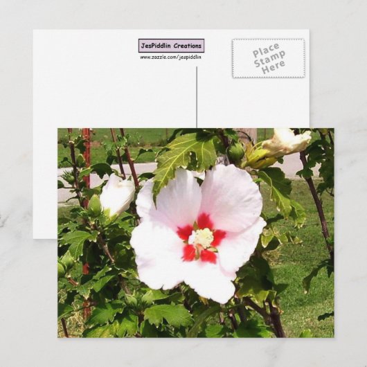 Roos van het Briefkaart Sharon Bloom (Voorkant / Achterkant)