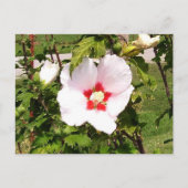 Roos van het Briefkaart Sharon Bloom (Voorkant)