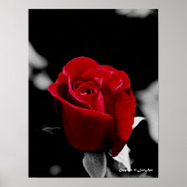 Roos van houtskool poster