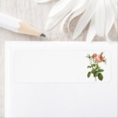 roos van kool (Rosa centifolia foliacea) van Redou Etiket (Insitu)