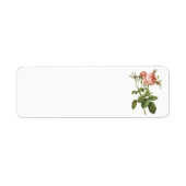 roos van kool (Rosa centifolia foliacea) van Redou Etiket (Voorkant)