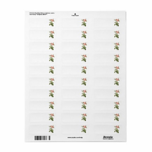 roos van kool (Rosa centifolia foliacea) van Redou Etiket (Full Sheet)