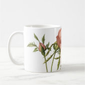 roos van kool (Rosa centifolia foliacea) van Redou Koffiemok (Links)