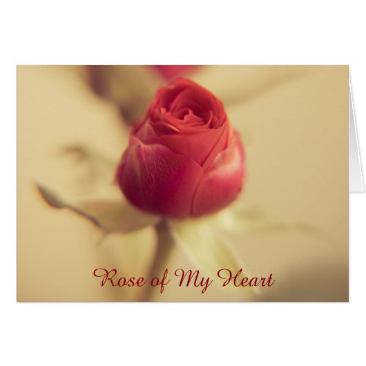 Roos van mijn hart (Voorkant Horizontaal)