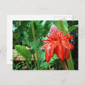 Roos van rode carriboon Exotic Flower Briefkaart (Voorkant / Achterkant)