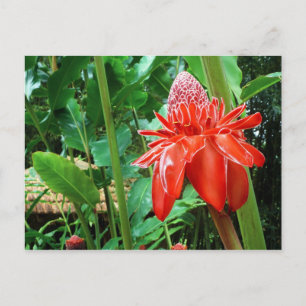 Roos van rode carriboon Exotic Flower Briefkaart