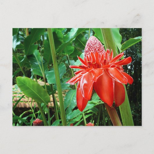 Roos van rode carriboon Exotic Flower Briefkaart (Voorkant)