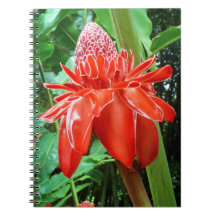 Roos van rode carriboon Exotic Flower