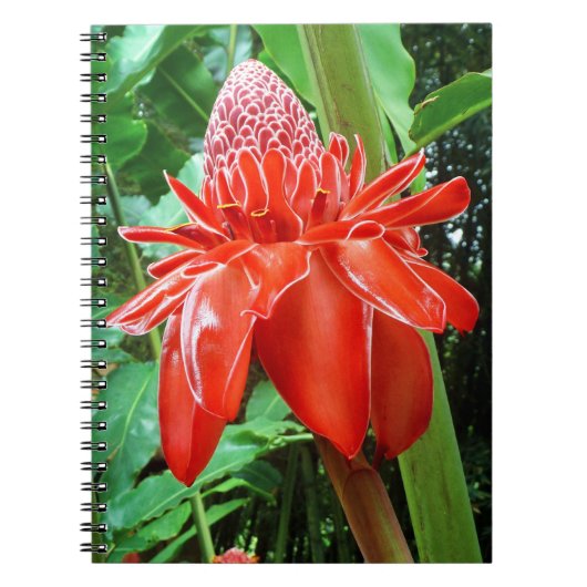 Roos van rode carriboon Exotic Flower Notitieboek (Voorkant)