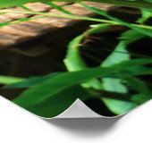 Roos van rode carriboon Exotic Flower Poster (Hoek)