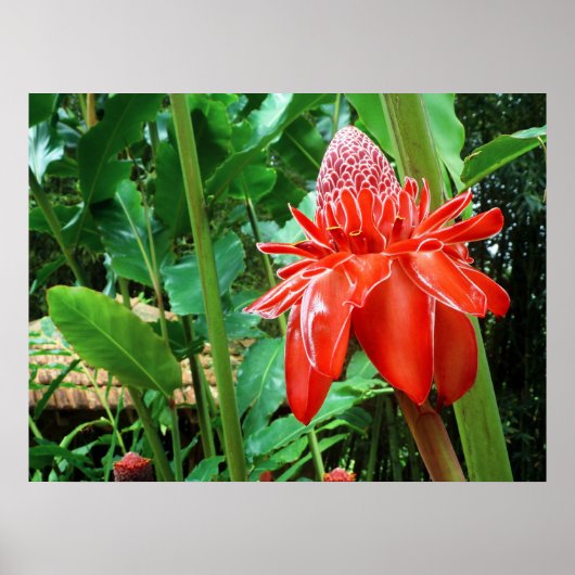Roos van rode carriboon Exotic Flower Poster (Voorkant)