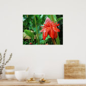 Roos van rode carriboon Exotic Flower Poster (Keuken)