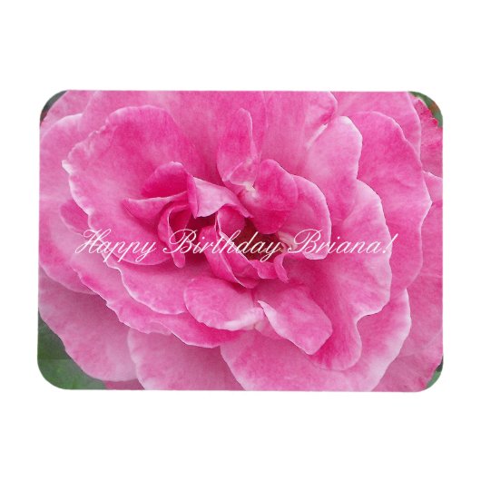 Roos van roze tuin magneet (Horizontaal)