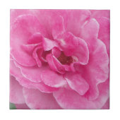 Roos van roze tuin tegeltje (Voorkant)